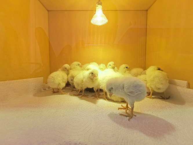 Автоматический брудер для цыплят 