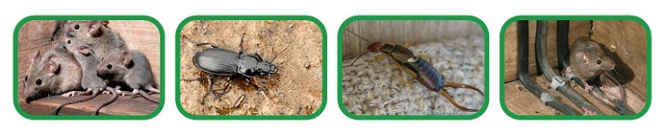 Биологический отпугиватель грызунов и насекомых 